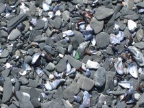 280285_10150323220131418_739946417_9674894_32562_o